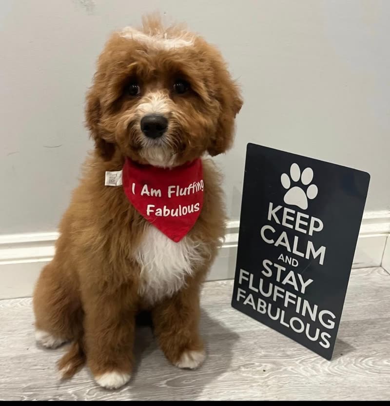 Freshly groomed apricot cockapoo in a red bandana on the salon floor