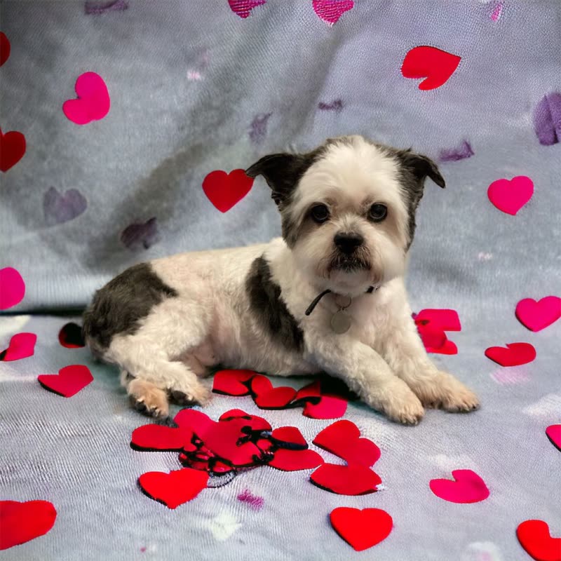 Black-and-white shih tzu lying on a heart-print blanket surrounded by red felt hearts after a groom