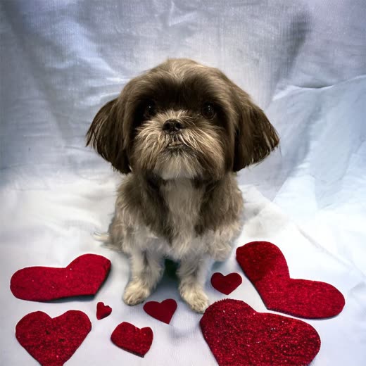 Grey-and-white shih tzu with a neat short clip sitting on a white sheet