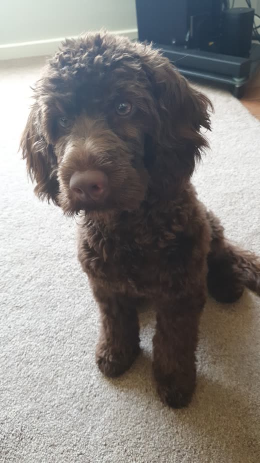 Chocolate-brown poodle-cross with a fluffy teddy trim looking up at the camera